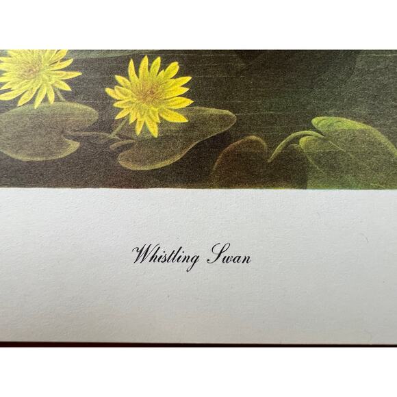 Audubon Birds of America Whistling Swan Original Print Vtg 1950 Peterson 9 x 12 - Picture 3 of 5